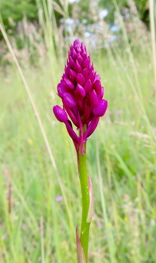 Anacamptis pyramidalis - Pyramiden-Hundswurz